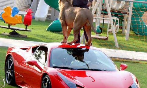 اماراتي يلعب مع “أسد” فوق سيارته فيراري 458 إيطاليا بالصور والصحف الاجنبية تعلق بالرفاهية الزائدة