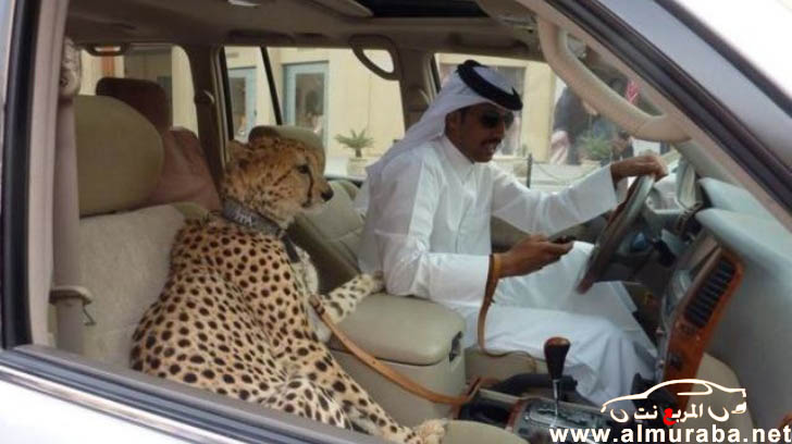 مجلة بريطانية تنشر خبر “هياط الخليجيين” في قيادة السيارة مع حيواناتهم من فئة الفهود بالصور !