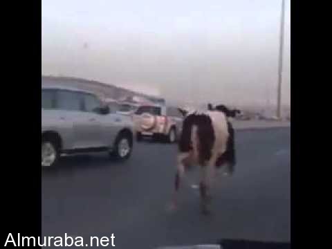 “بالفيديو” بقرة سائبة تتسبب في اختناق مروري بإحدى محافظات الكويت