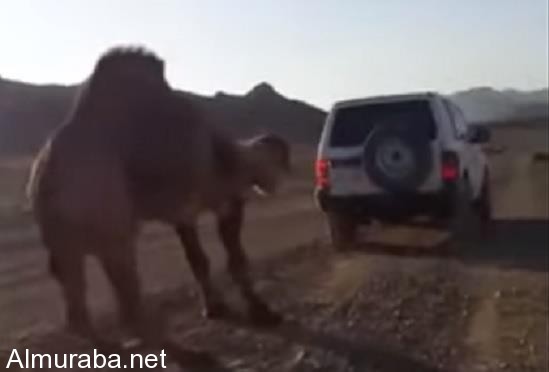 “فيديو” قائد مركبة يعجز عن سحب جمل بالصحراء رفض السير معه