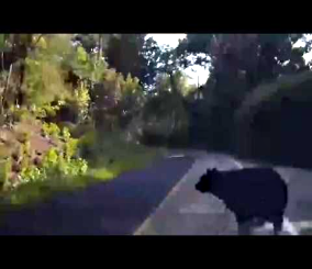 ”فيديو” شاهد لحظة قذف سيارة مسرعة لدب أسود لأمتار عديدة