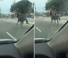 “فيديو” شاهد حصانا وهو يسابق السيارات في منطقة كيتالان الماليزية