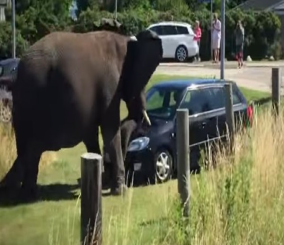 "فيديو" شاهد فيل هائج يحطم سيارة ويرفعها فى الهواء بقرونه 1