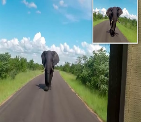 "فيديو" شاهد فيل يطارد سيارة سفاري بداخلها عائلة بريطانية 7