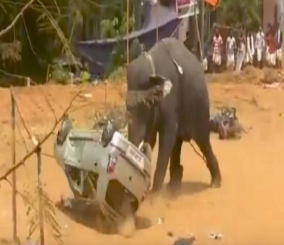 "فيديو" شاهد ماذا فعل فيل غاضب بسيارة 1
