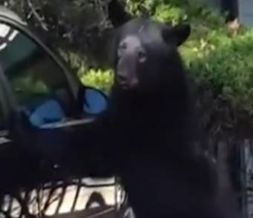 “فيديو” شاهد مقطع طريف لدب يفتح السيارة بنفسه ويصعد بداخلها