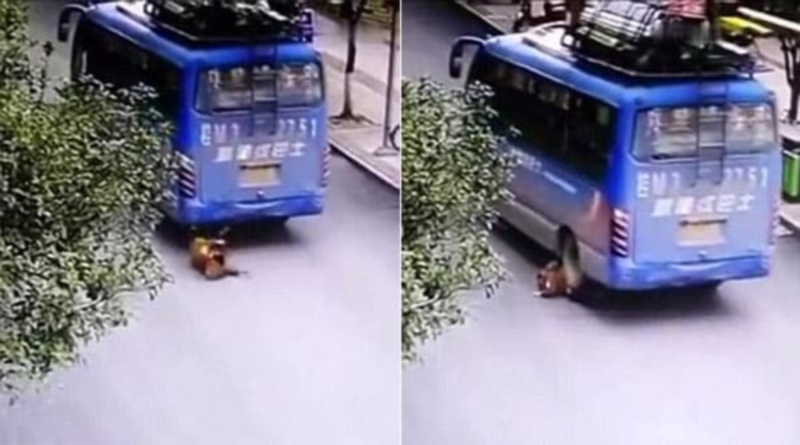 "بالفيديو" شاهد طفل صيني تدهسه حافلة أمام مدرسته وينهض سليماً 1