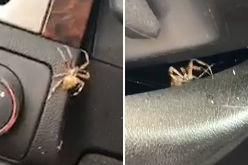 "بالفيديو" امرأة تتفاجأ بعنكبوت ضخم بسيارتها 1