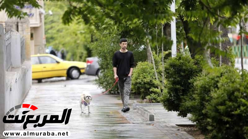 قرار إيراني يمنع ركوب "الكلاب" في السيارات 3