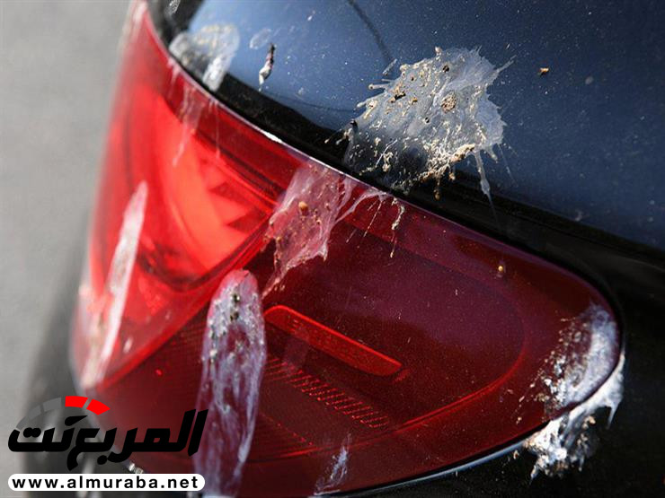 أضرار عدم تنظيف وإزالة فضلات الطيور على طلاء السيارة 5