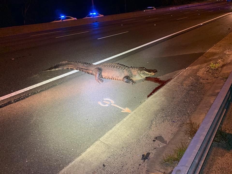 "بالصور" اصطدام سيارة بتمساح عملاق في ولاية فلوريدا 10