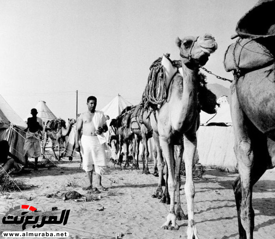 تقرير مصور تاريخ تطور وسائل النقل في الحج المربع نت