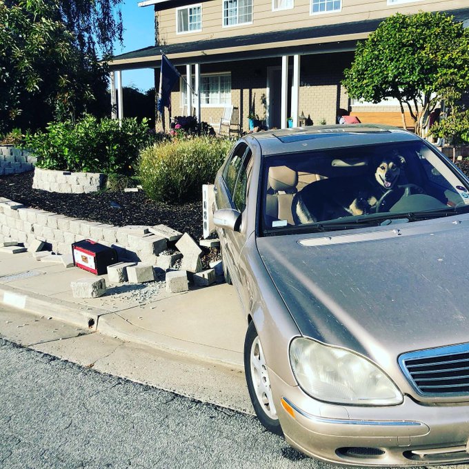 كلب يقود سيارة مرسيدس ويتسبب في حادث!
