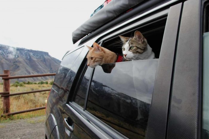 الطريقة الصحيحة لاصطحاب الحيوانات الأليفة بسيارتك