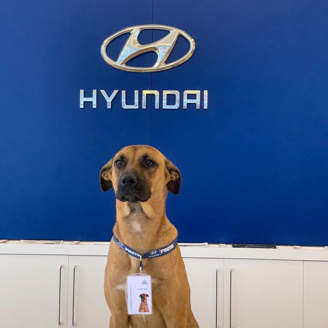 تعيين كلب موظفاً للمبيعات في وكالة هيونداي! 2