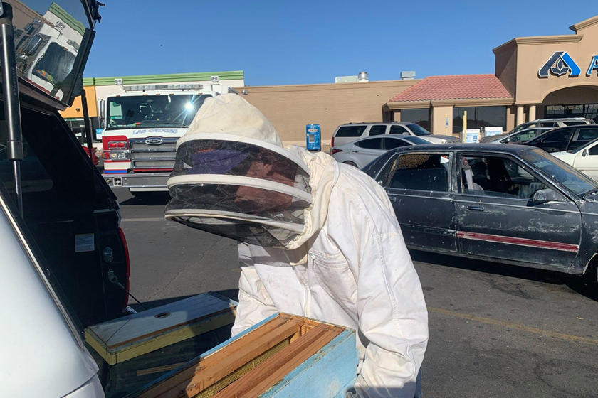 رجل يفاجأ بـ 15,000 نحلة داخل سيارته! 11