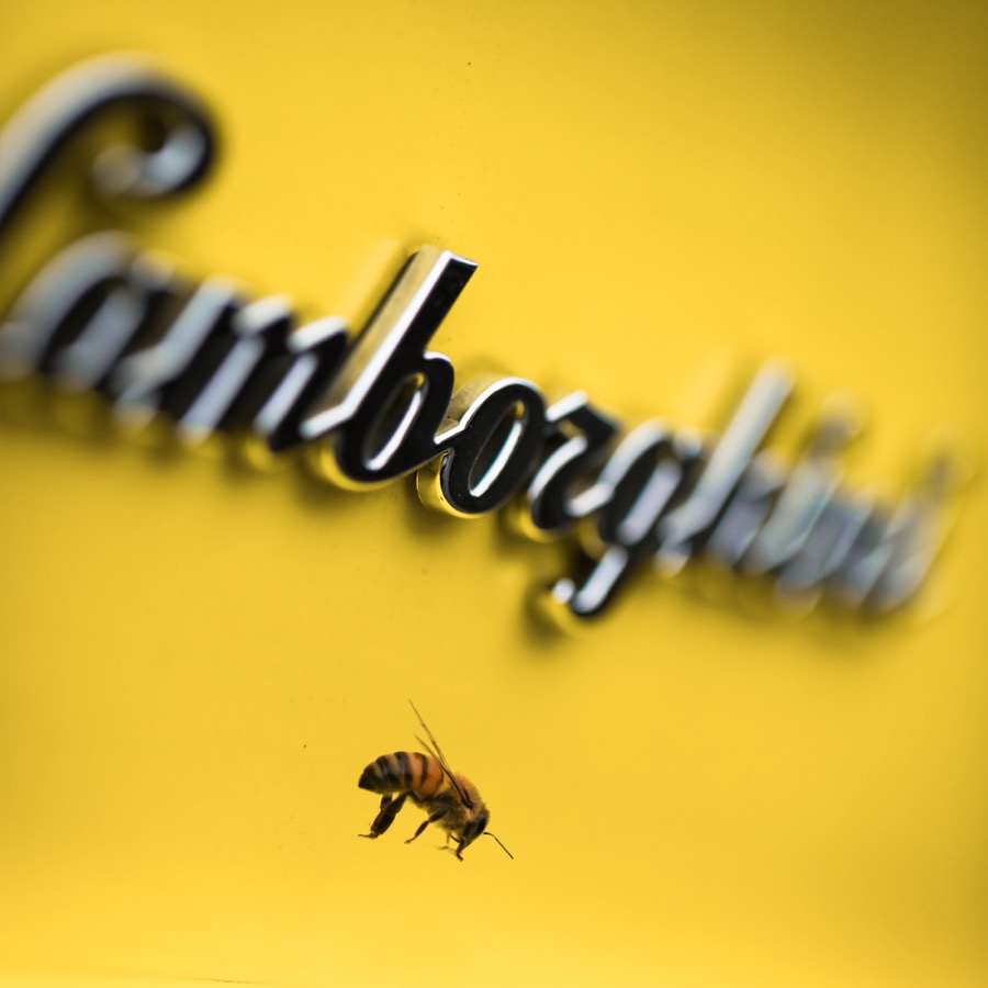 لامبورجيني تُربي 600 ألف نحلة بجانب مصنعها لهذا السبب! 10