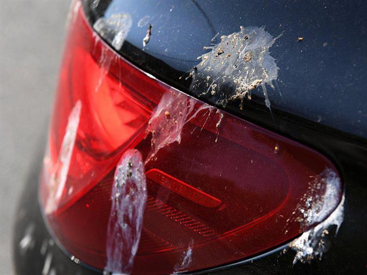 تعرف على أضرار فضلات الطيور على سيارتك ..والطريقة الصحيحة لتنظيفها 3