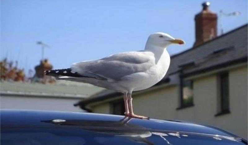 تعرف على أضرار فضلات الطيور على سيارتك ..والطريقة الصحيحة لتنظيفها 4