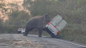 فيل جائع يتهجم على شاحنة بيك أب بحثاً عن الطعام فيها “فيديو”