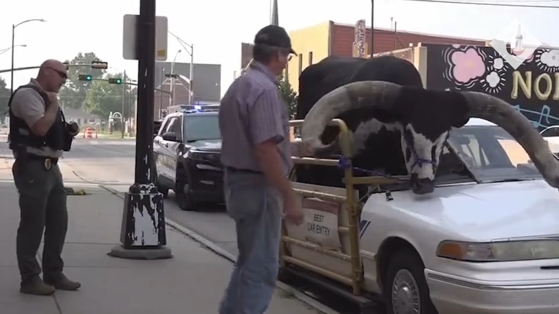الشرطة الأمريكية تتلقي بلاغ عن سيارة فورد كراون فيكتوريا تحمل ثور ضخم على الطريق السريع 1
